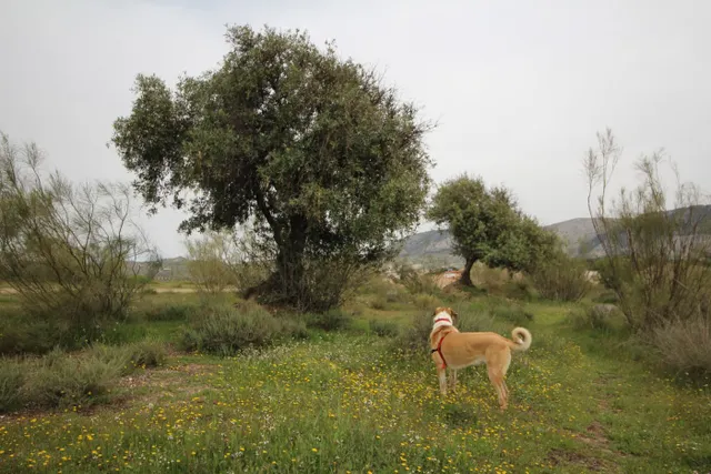 FINCA EN CORTIJO SAN JERÓNIMO (BARTODANO) — 16