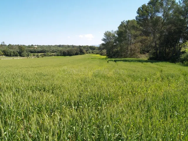 Terreno rural para construir en Santa Margalida, Mallorca - foto 3