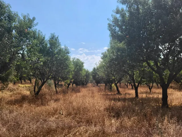 MASIA PARA REFORMAR CON TERRENO EN TÉRMINO DE VALL D'ALBA, LUZ Y AGUA CERCA — 12