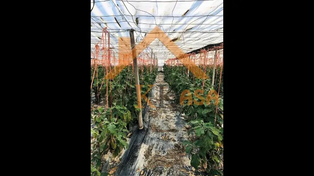 SE VENDE INVERNADERO EN EL EJIDO ZONA PARAJE CUATRO VIENTOS — 4