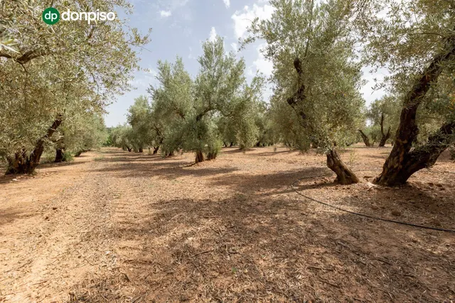 Finca en el término "Los LLanos " en Moraleda de Zafayona a 20 minutos de Granada Capital — 10