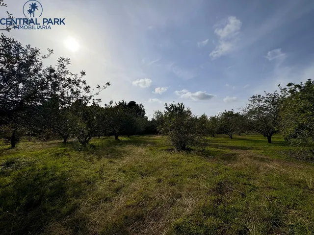 Gran Masia catalogada en Reus con gran extensión de terreno - Mas del Senan - Finca rústica en Reus. — 45