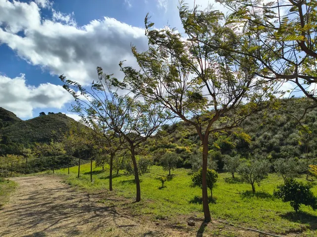 Refugio único con 3 viviendas, olivar y energía solar – Costa Cálida, Murcia — 16