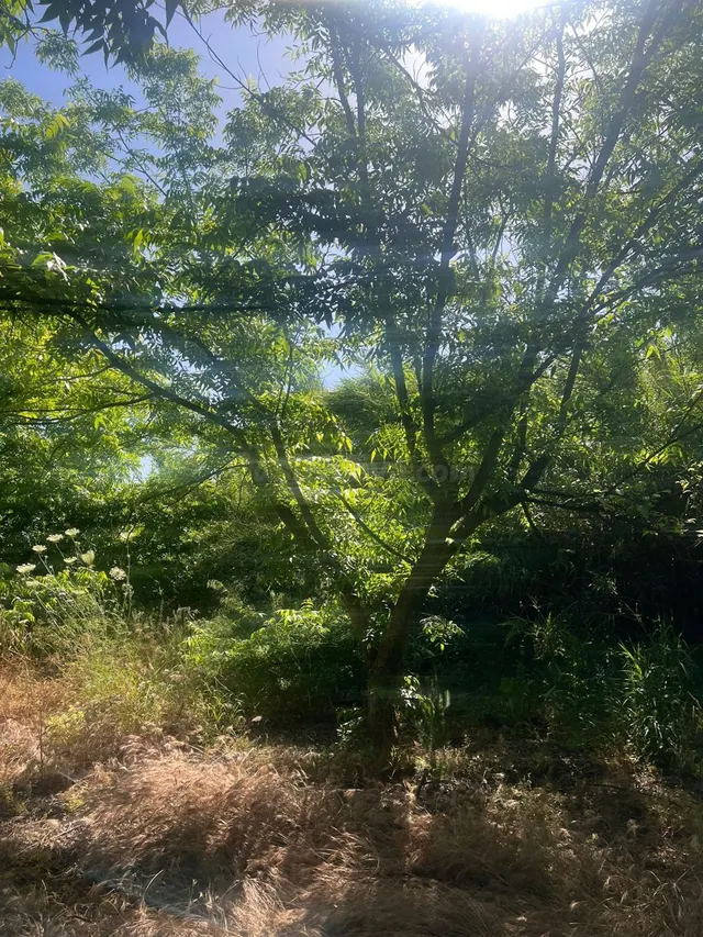 Fincas rústicas con nogales pecanos en Alhaurín el Grande — 4