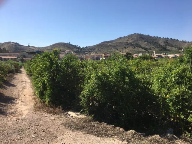 SE VENDE TERRENO PLANTADO DE LIMONEROS — 8