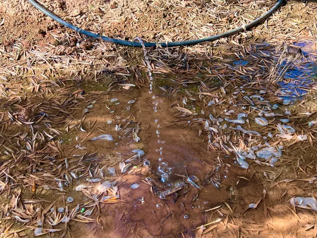 ALBOLOTE - PANTANO CUBILLAS — 7