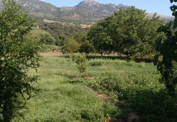 Casa de campo-Masía en Venta en Cortes De La Frontera Málaga - foto 3