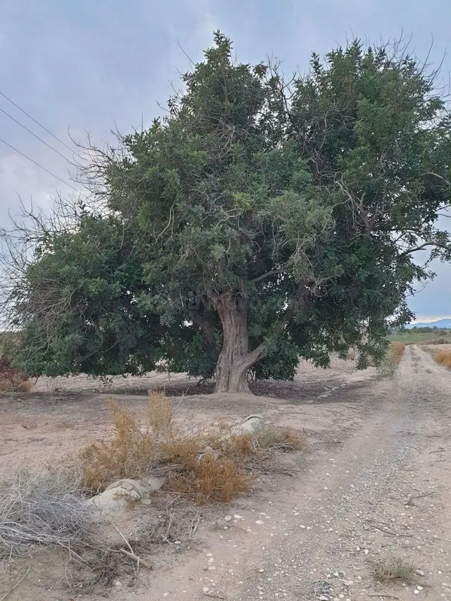 TERRENO EN EL MOLAR ( ZONA LA MARINA ) — 2