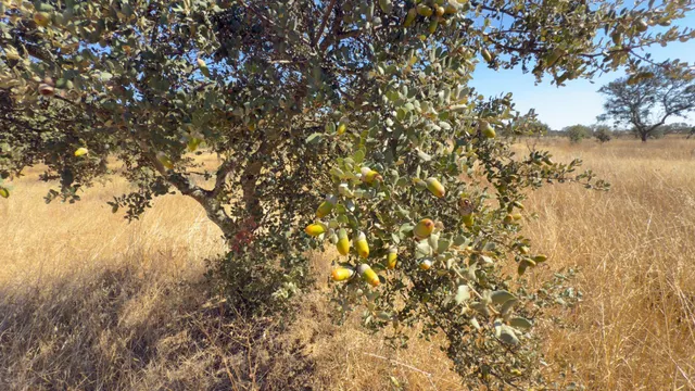 FINCA DE ENCINAR EN EL CERRO DEL ANDÉVALO — 15