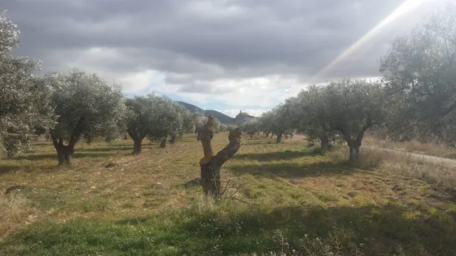 Finca rústica en producción!! Con posibilidad de construir!! - foto 2