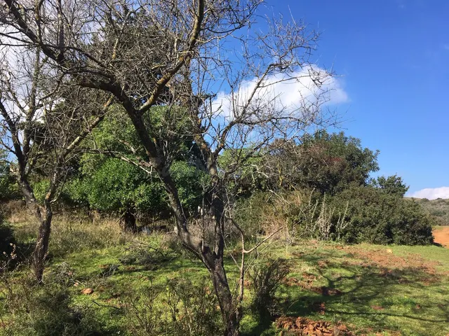 Parcela en venta - Costa del Sol - foto 5