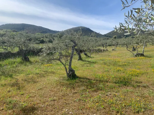 Paraje Carboneras, Casas de Millán — 12