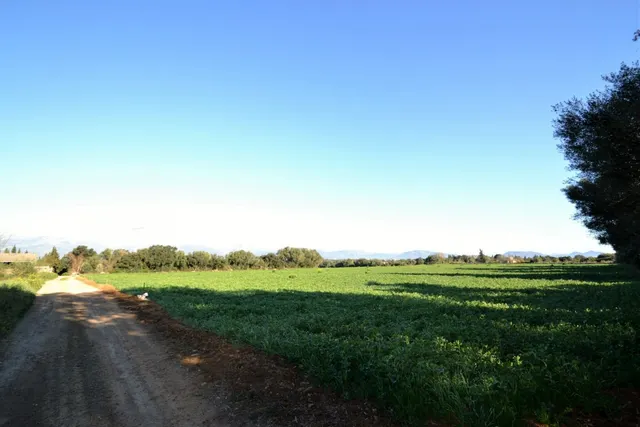 Finca con proyecto aprobado en Llubi — 15