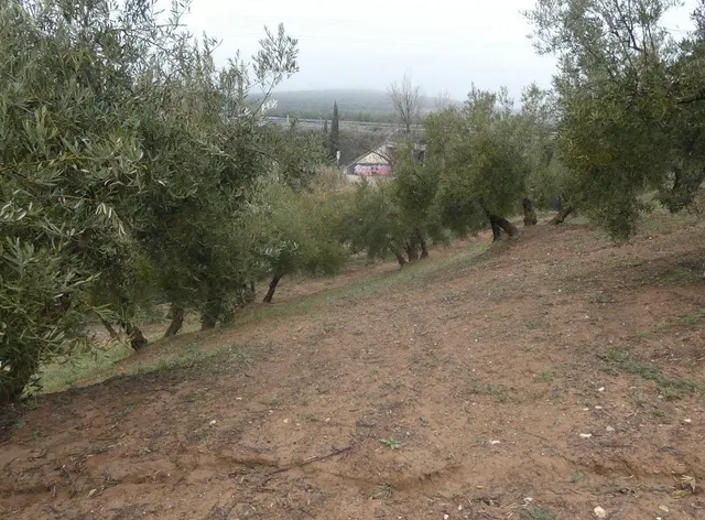 Finca rústica en Peligros – Ideal inversión o explotación agrícola — 27