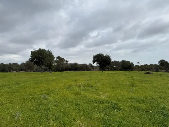Terreno rústico de 38.493 m2 edificables en Llucmajor — 9