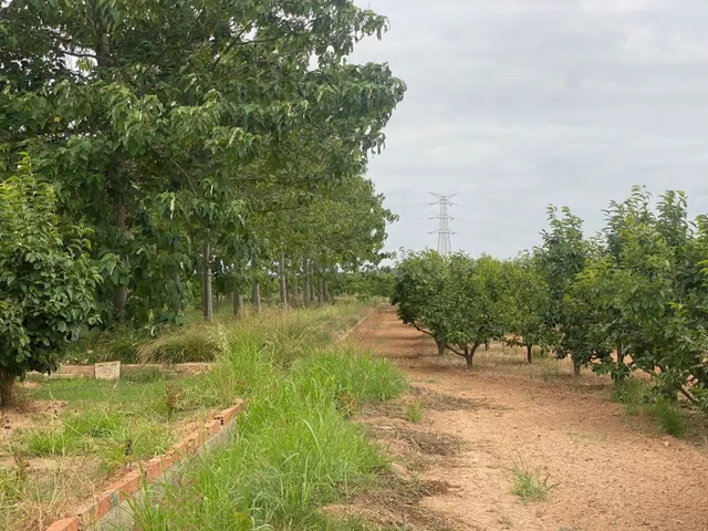 TERRENO RURAL DE KAKI EN PRODUCCIÓN - foto 4