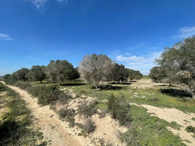 DISFRUTA DEL CAMPO A UN PASO DE LAS PLAYAS DE ELCHE — 2