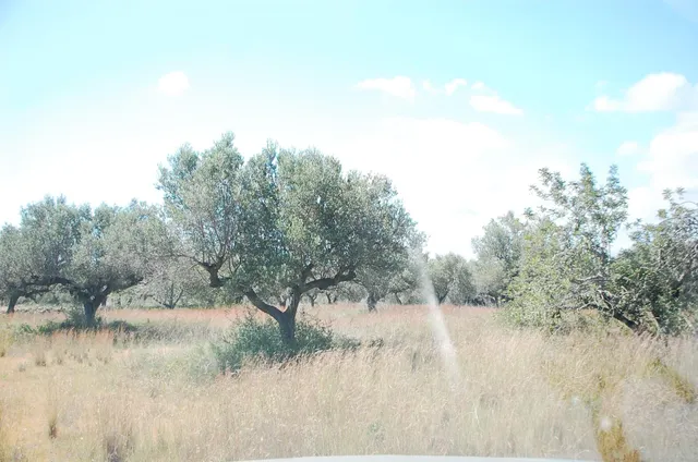 Finca Rústica de 6,5 hectáreas, plana, con casa de campo de 150 M2 — 30
