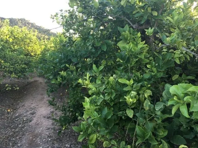 Finca en producción de Limón con potencial futuro urbanistic - foto 5
