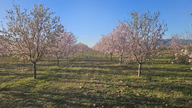 Se vende terreno rústico de 6.500 m2 en el término municipal - foto 3