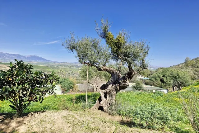 Finca Agrícola 3 habitaciones 163m² en venta - South of spain — 40