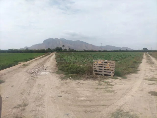 FINCA RÚSTICA EN COX — 2