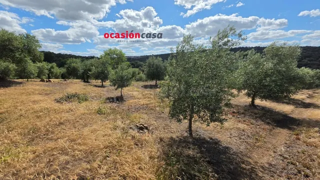 PARCELA DE OLIVAR A LA VENTA EN FUENTE OBEJUNA - foto 4