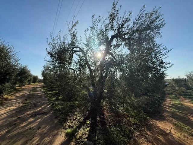 Terreno rural en venta - Andalucia - foto 5