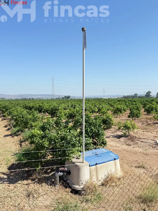 Finca de 13,7 hectáreas de cítricos en plena producción — Ag - foto 2