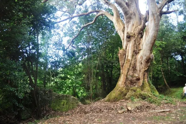 PARCELA EN UN LUGAR ÚNICO DE TAPIA DE CASARIEGO - foto 4
