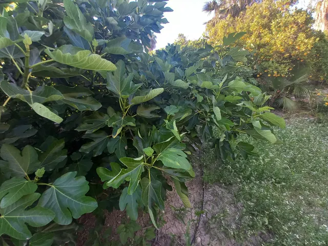 Se vende parcel rústica. — 15