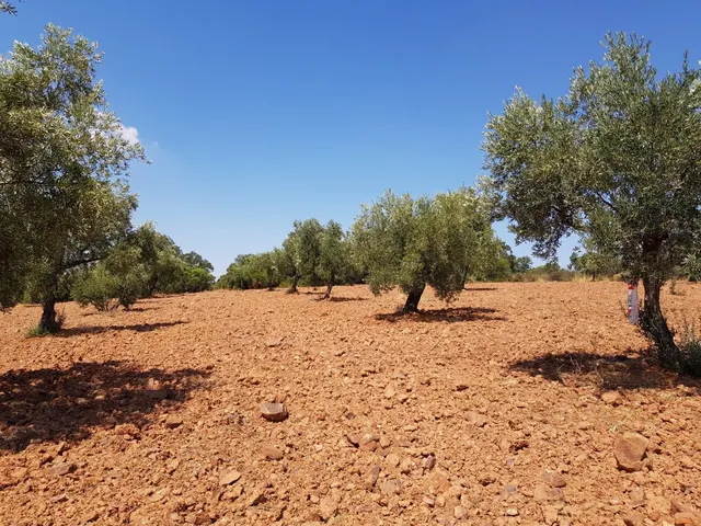 OLIVAR A LA VENTA EN VILLANUEVA DEL DUQUE — 5