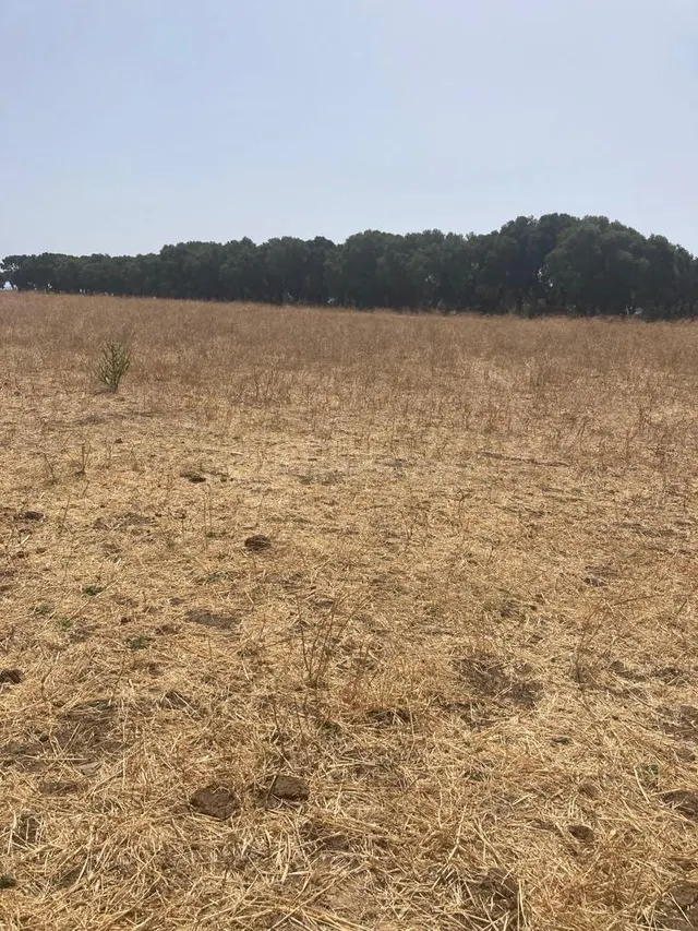 TERRENO RUSTICO EN BARBATE - foto 5