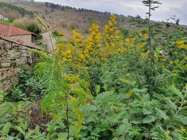 CASA A REFORMAR EN AMOEIRO - foto 4