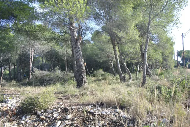 Parcela Rústica en el municipio de Cubelles, 5.560 mts2 Corral d'en Cona — 24
