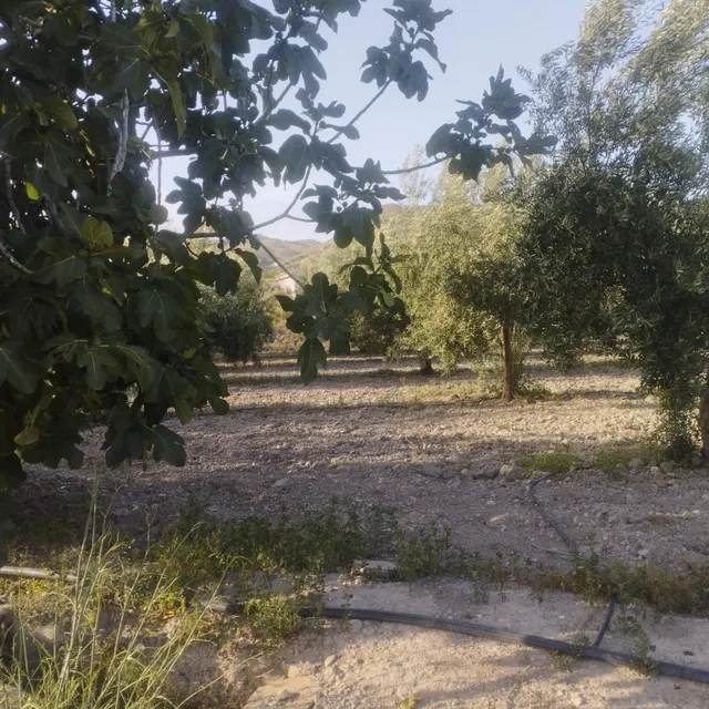 LÚCAR( ALMERÍA ). VENTA DE CORTIJO CON TERRENO. — 10