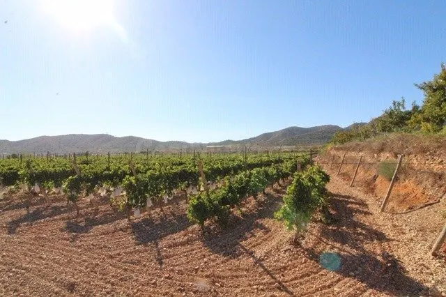 ESTUPENDA PARCELA N LA ROMANA (ALICANTE) - foto 3