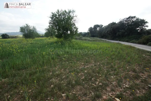 FINCA RUSTICA UBICADA EN ALGAIDA CON PROYECTO Y LICENCIA (CA