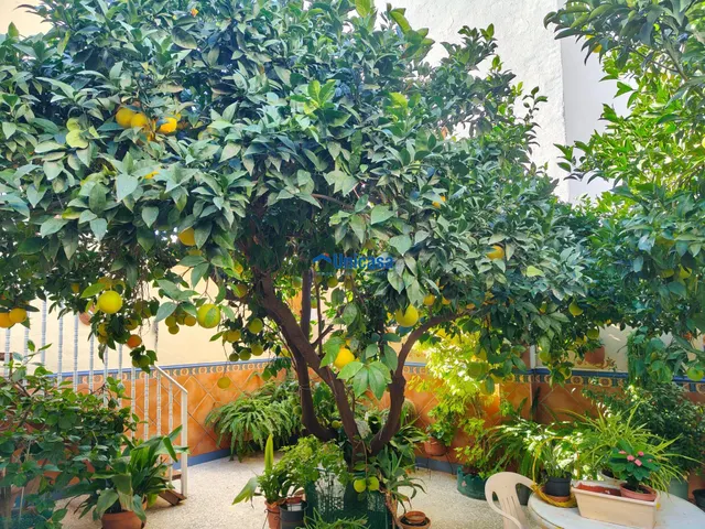 Casa mata en una sola planta con amplio garaje y precioso patio andaluz en el tomillar — 8