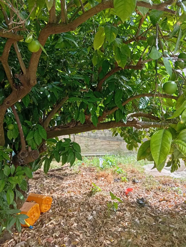 ¡Gran oportunidad en La Villa! Solar urbano de 1600 m2 en Ayamonte — 17