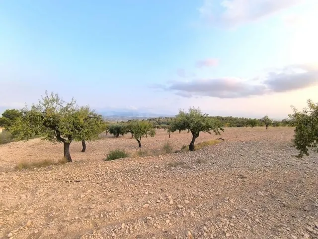 Finca rústica con cultivos en Pinoso (Alicante) - 4797 m² - foto 3