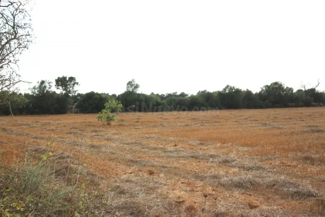 Atractiva parcela entre Felanitx y Porreres - foto 5