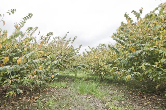 Finca subtropicales en Lobres - foto 5