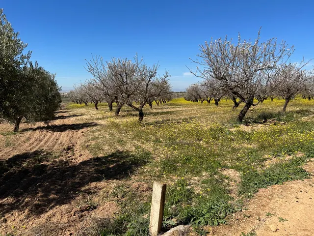 VENTA DE FINCA RUSTICA DE 6,5 HECTAREAS DE ALMENDROS Y ALGUNOS OLIVOS EN DILAR — 6