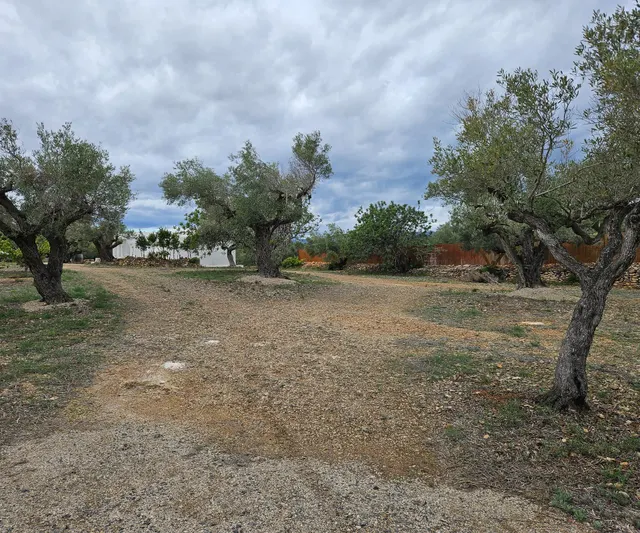 Finca Rustica de 45.344 m2, plana y plantada de olivos en producción — 11