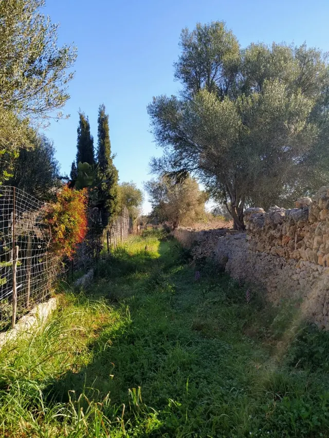 FINCA RÚSTICA PERFECTA PARA CONSTRUIR — 7