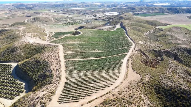 Parcela cultivada en producción — 26