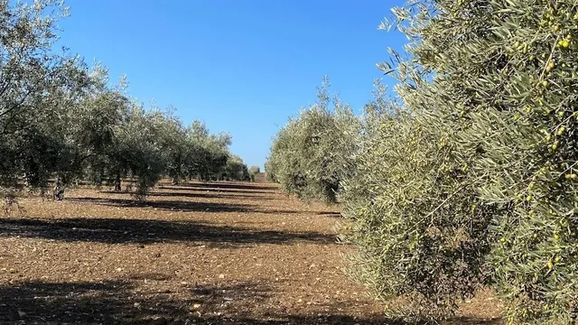 Olivar Intensivo — 6