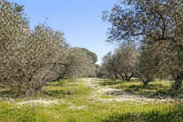 En venta maravillosa finca Rustica de Olivos — 36