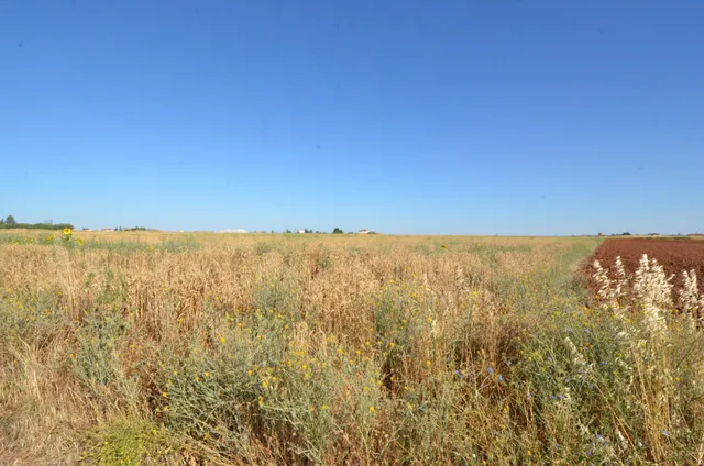 Urbis te ofrece un terreno en venta en Castellanos de Villiquera, Salamanca. — 5
